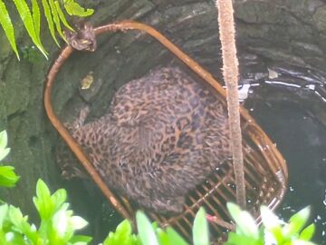 Rescatan con una silla de bambu a un leopardo atrapado en un pozo