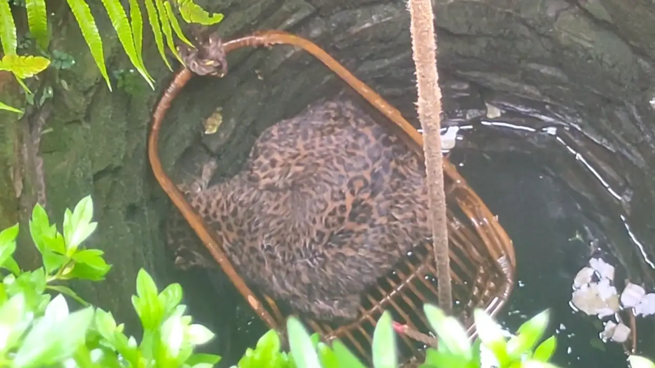 Rescatan con una silla de bambu a un leopardo atrapado en un pozo
