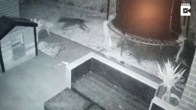 Graban a su mascota jugando con un perro fantasma en el jardín de casa