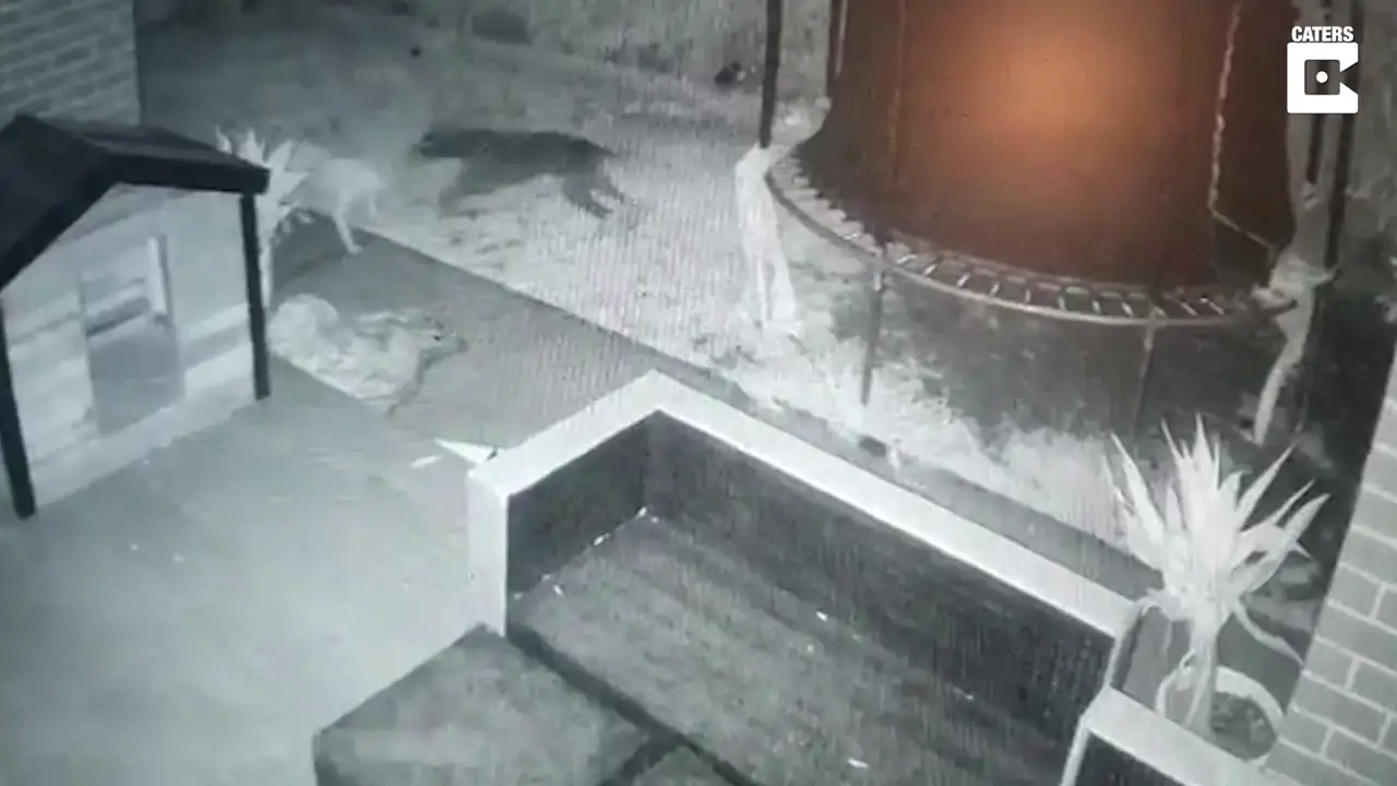 Graban a un perro jugando con un fantasma en el jardín de casa