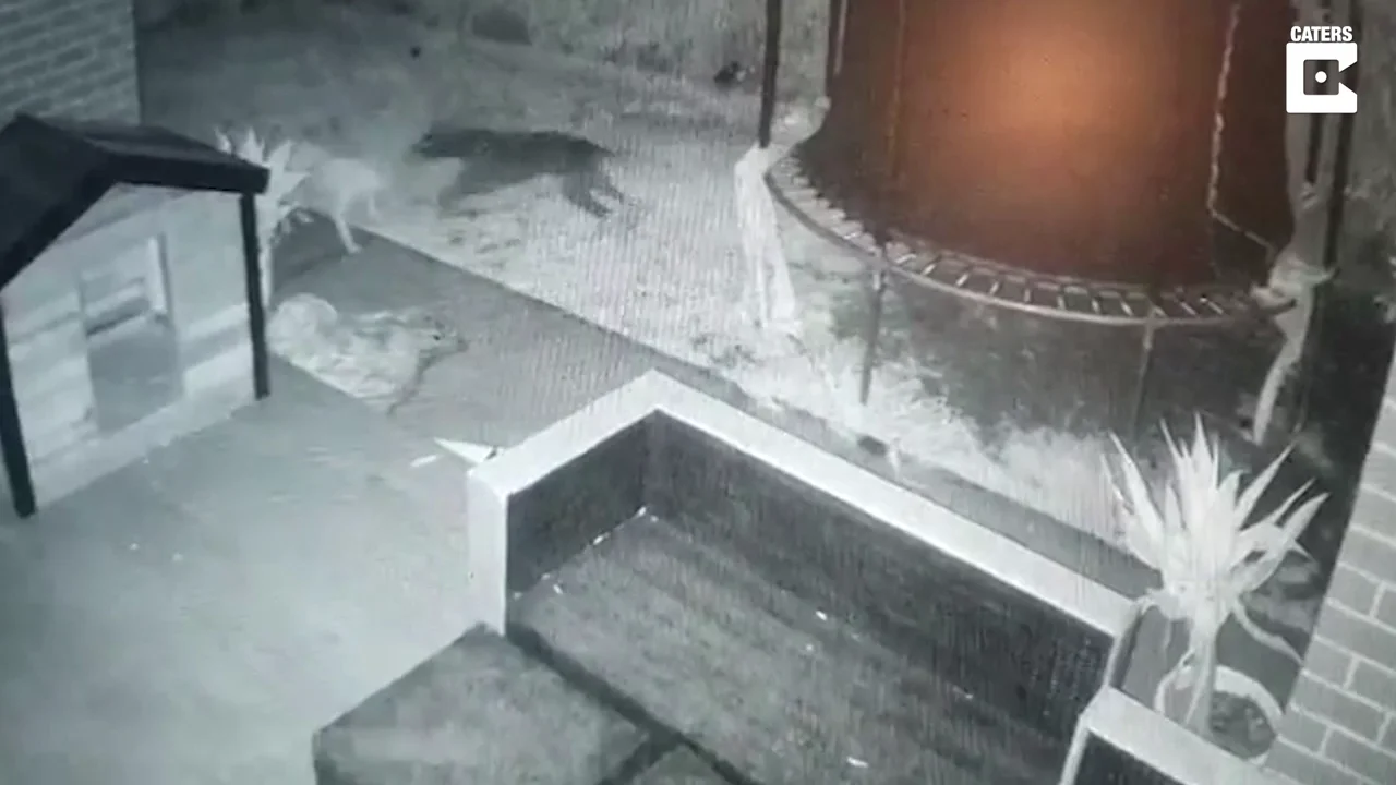 Graban a un perro jugando con un fantasma en el jardín de casa Graban a un perro jugando con un fantasma en el jardín de casa