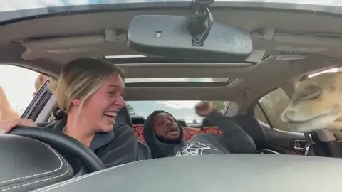 El desternillante momento en que un hombre se asusta dando de comer a un camello en una safari El desternillante momento en que un hombre se asusta dando de comer a un camello en una safari