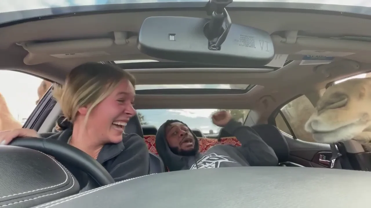 El desternillante momento en que un hombre se asusta dando de comer a un camello en una safari