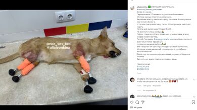 Monika, la perrita a la que cortaron las patas y ahora vuelve a andar gracias a cuatro prótesis