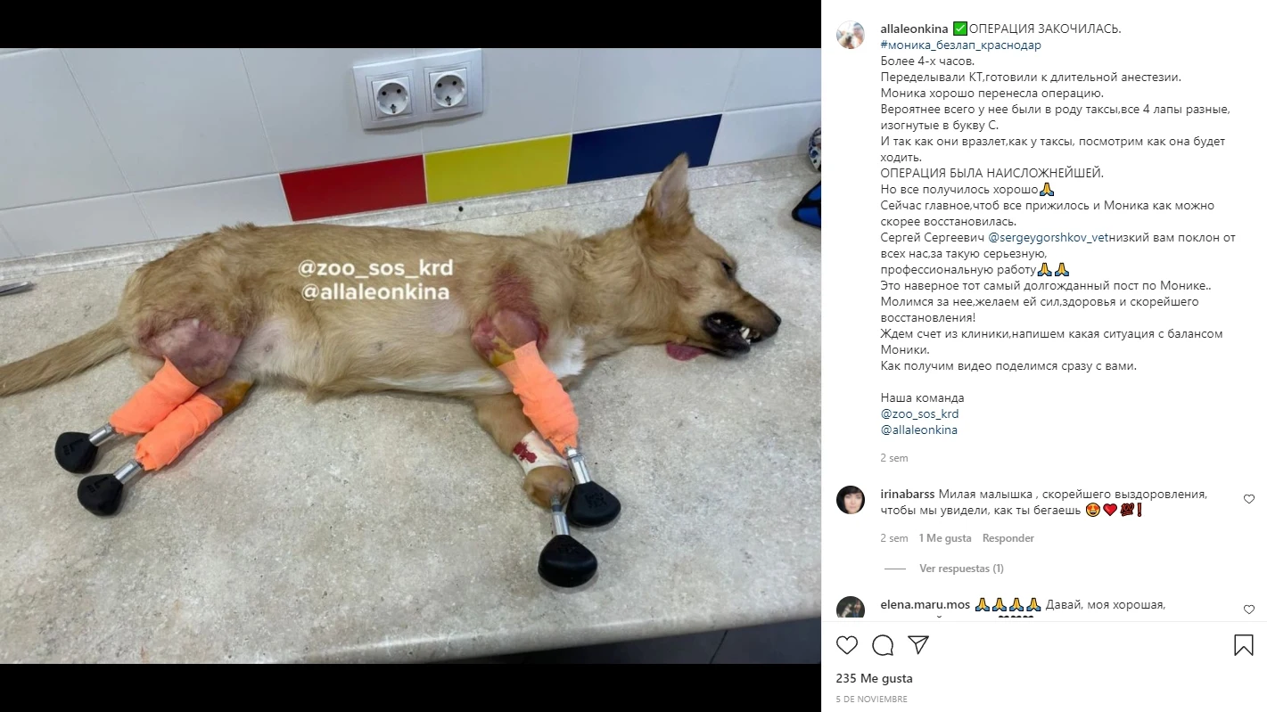 Instagram de @allaleonkina