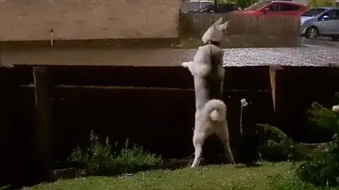 Perro escuchando truenos por primera vez Perro escuchando truenos por primera vez