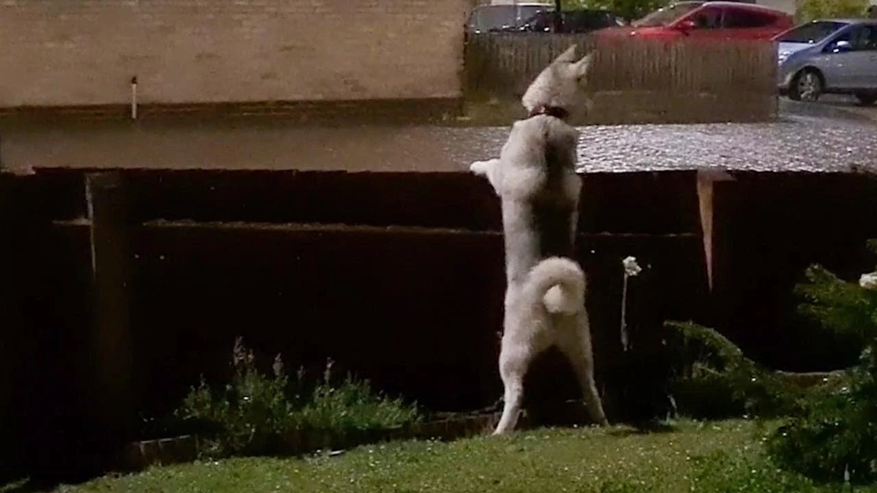 Perro escuchando truenos por primera vez Perro escuchando truenos por primera vez