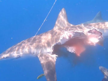 Tiburón devorado por otros tiburones