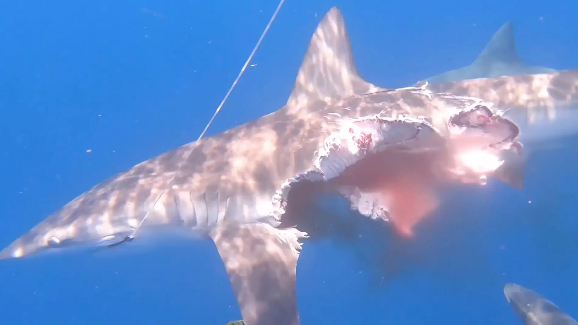 Tiburón devorado por otros tiburones