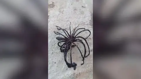 Misteriosa criatura marina con patas como una araña desconcierta a todos Misteriosa criatura marina con patas como una araña desconcierta a todos