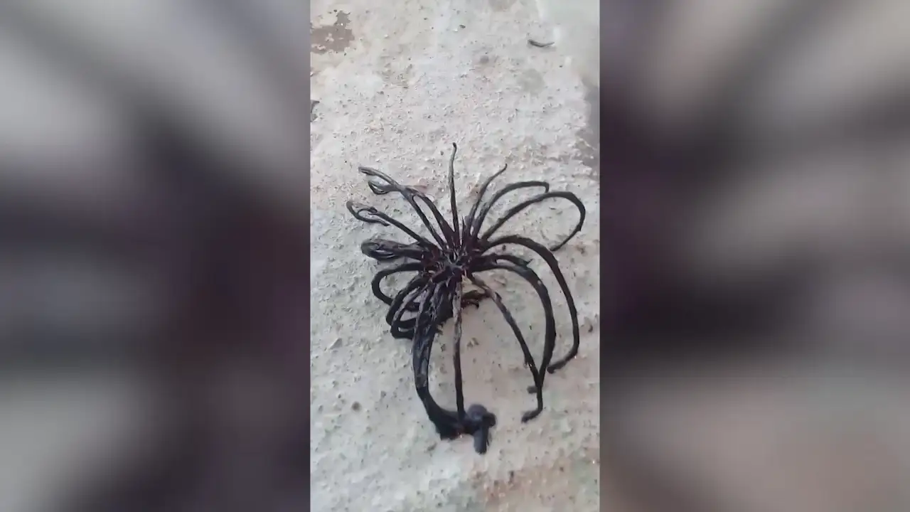Misteriosa criatura marina con patas como una araña desconcierta a todos