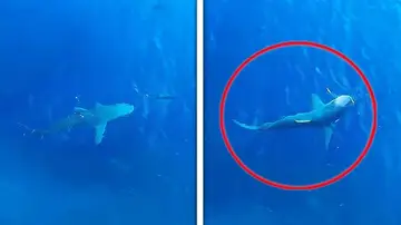 Un tiburón cazando