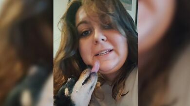 Adopta un chihuahua y se lleva una sorpresa al descubrir que sólo responde cuando le hablan en español