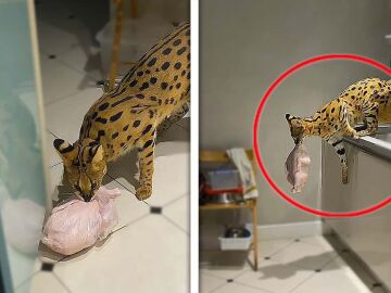 Gato serval robando