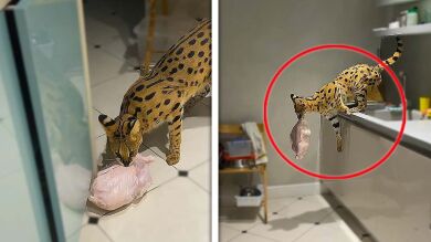 Un gran gato serval pillado robando una gallina de la cocina
