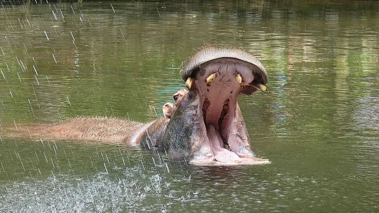 Hipopótamo (archivo)
