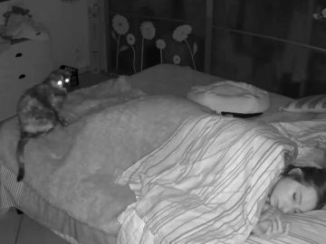 Un vídeo en time-lapse muestra como es dormir compartiendo cama con dos gatos