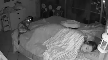 Un vídeo en time-lapse muestra como es dormir compartiendo cama con dos gatos