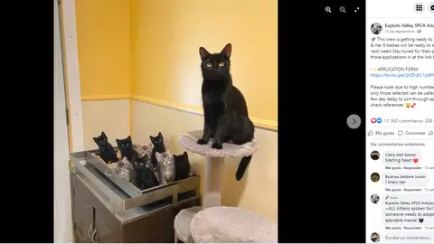 Facebook de @EvspcaAdoptables Facebook de @EvspcaAdoptables