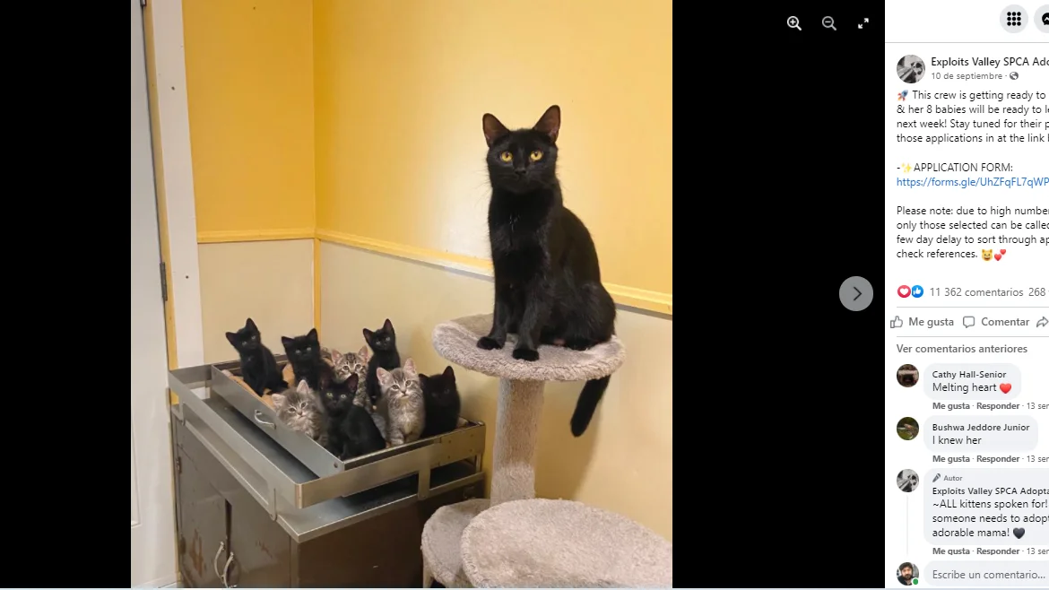 Facebook de @EvspcaAdoptables