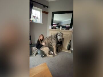 El gigantesco cachorro que pesa más de 60 kilos y está sorprendiendo a todo el mundo