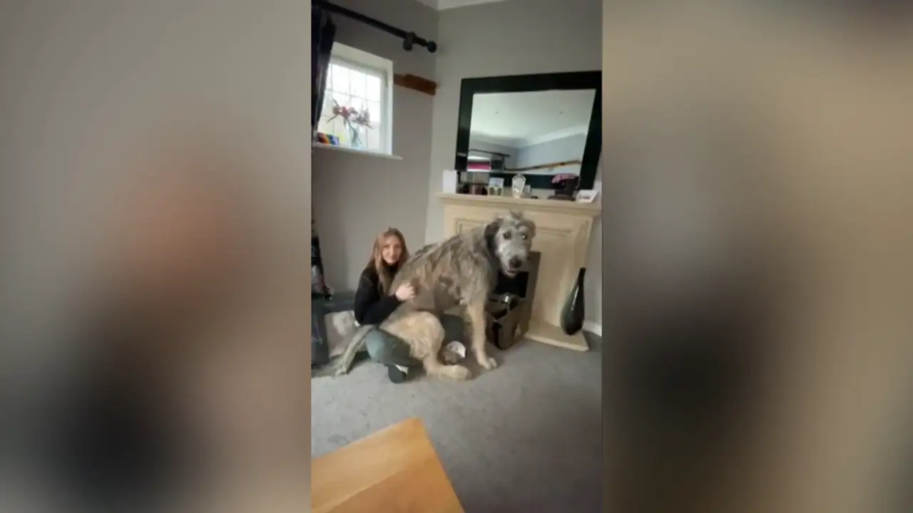 El gigantesco cachorro que pesa más de 60 kilos y está sorprendiendo a todo el mundo