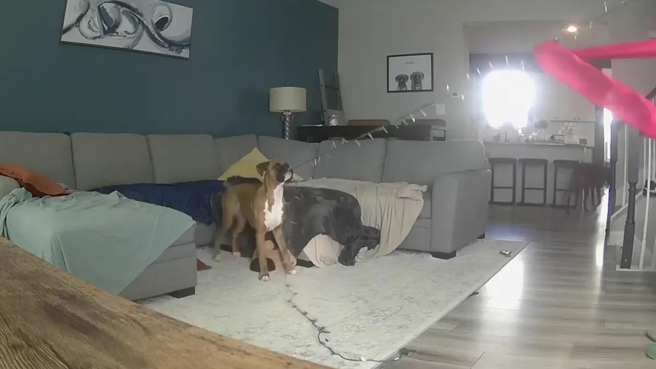 Un perro boxer travieso derriba el árbol de Navidad de su dueño