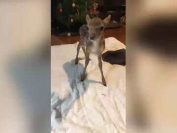 Una adolescente adopta un ciervo anbandonado que entró en su casa en Navidad