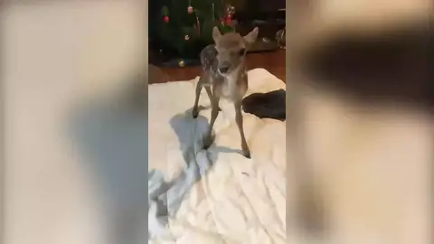 Una adolescente adopta un ciervo anbandonado que entró en su casa en Navidad Una adolescente adopta un ciervo anbandonado que entró en su casa en Navidad