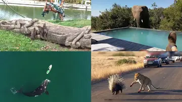 Los 10 vídeos protagonizados por animales salvajes más impactantes del 2021