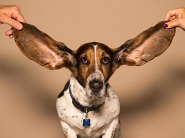 Perro con orejas grandes