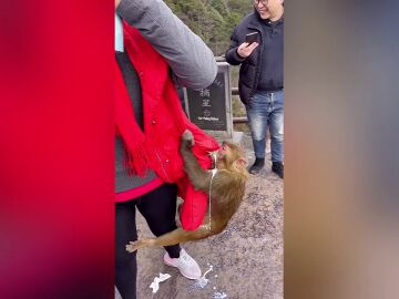 Un mono roba un carton de leche de un turista en China