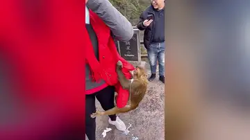 Un mono roba un carton de leche de un turista en China