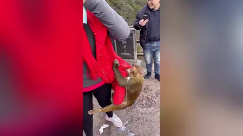 Un mono roba un carton de leche de un turista en China Un mono roba un carton de leche de un turista en China