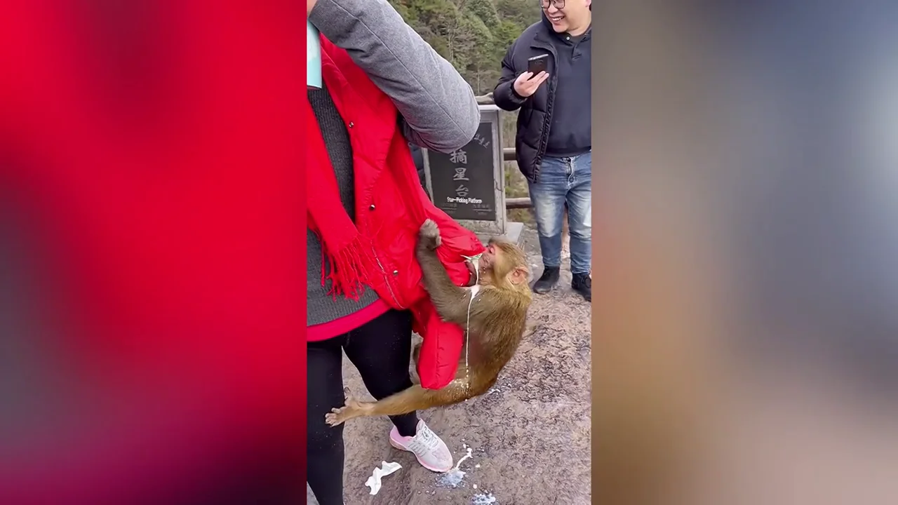 Un mono roba un carton de leche de un turista en China