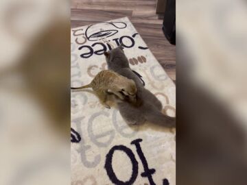 Una adorable suricato masajea a su amigo gato en la espalda