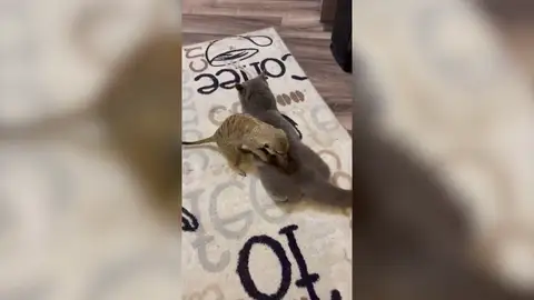 Una adorable suricato masajea a su amigo gato en la espalda Una adorable suricato masajea a su amigo gato en la espalda