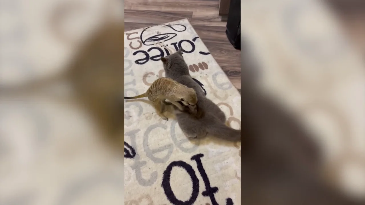 Una adorable suricato masajea a su amigo gato en la espalda