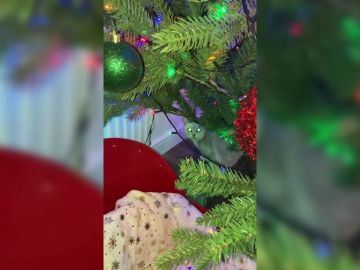 Una gata se esconde en el árbol de Navidad para dormir la siesta