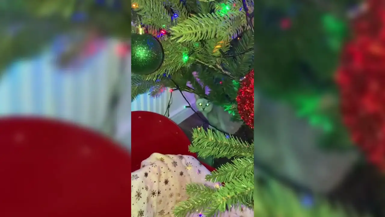 Una gata se esconde en el árbol de Navidad para dormir la siesta