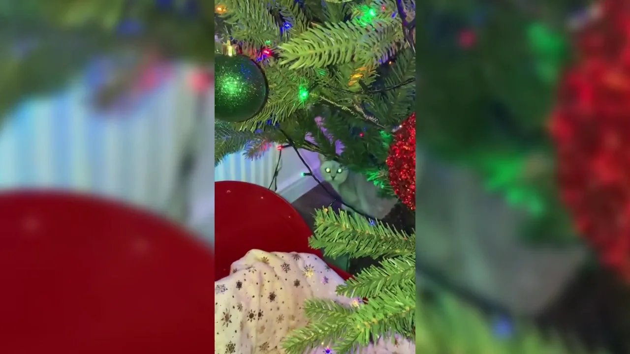 Una gata se esconde en el &aacute;rbol de Navidad para dormir la siesta