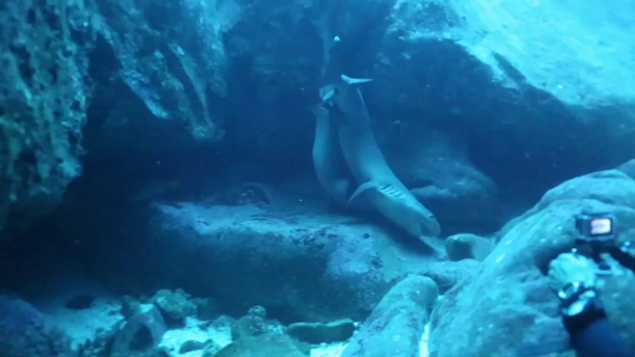 El impactante v&iacute;deo de dos tiburones apare&aacute;ndose