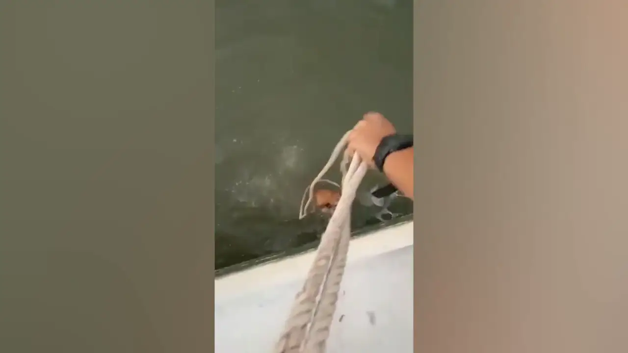 Un perro ahogándose muestra un inteligente instinto de supervivencia al morder una cuerda para ser salvado