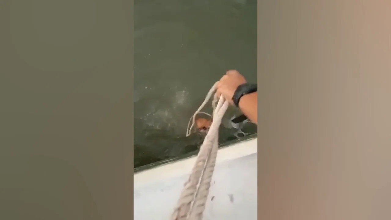 Un perro ahog&aacute;ndose muestra un inteligente instinto de supervivencia al morder una cuerda para ser salvado