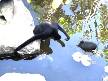 Un mono gibón intenta ahuyentar a un pájaro en un zoo de Australia