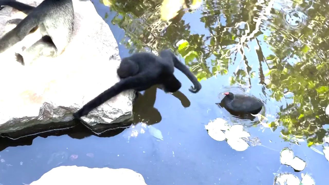 Un mono gib&oacute;n intenta ahuyentar a un p&aacute;jaro en un zoo de Australia