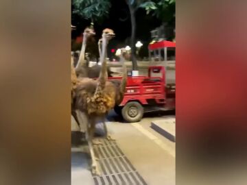 100 avestruces corren por las calles de una ciudad tras escapar de una granja en China