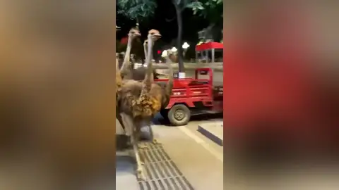 100 avestruces corren por las calles de una ciudad tras escapar de una granja en China 100 avestruces corren por las calles de una ciudad tras escapar de una granja en China