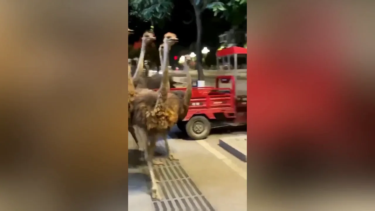 100 avestruces corren por las calles de una ciudad tras escapar de una granja en China