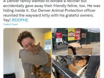 Una familia dona accidentalmente a su gato después de que se escondiera dentro de un sillón